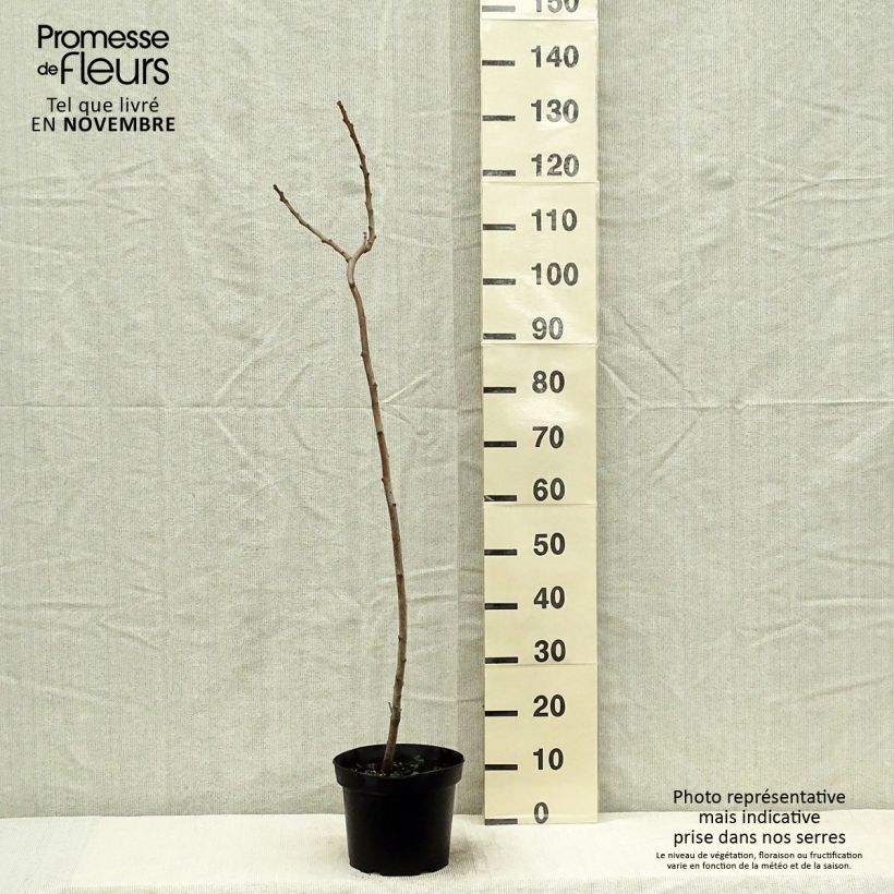 Spécimen de Sumac de Virginie - Rhus typhina Pot de 4L/5L tel que livré en automne