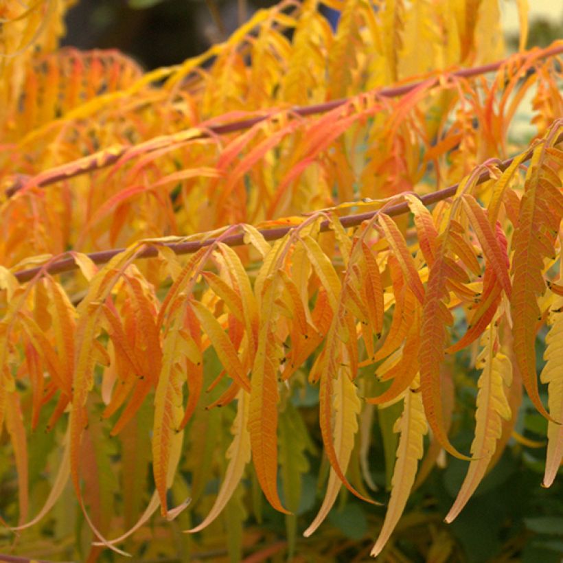 Sumac de Virginie Tiger Eyes - Rhus typhina (Feuillage)