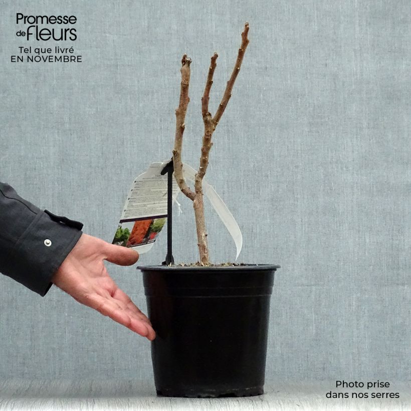 Spécimen de Sumac de Virginie Tiger Eyes - Rhus typhina Pot de 3L/4L tel que livré en automne