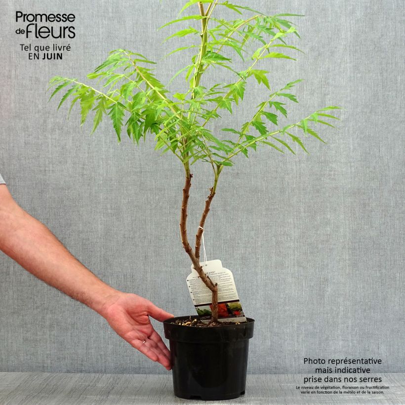 Spécimen de Sumac de Virginie Tiger Eyes - Rhus typhina Pot de 3L/4L tel que livré en été