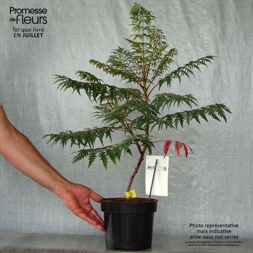 Spécimen de Sumac lacinié - Rhus glabra Laciniata Pot de 3L/4L tel que livré en été