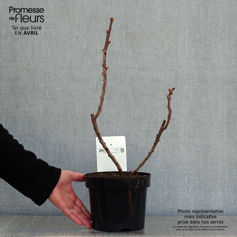 Spécimen de Sumac lacinié - Rhus glabra Laciniata en pot de 3/4L tel que livré au printemps