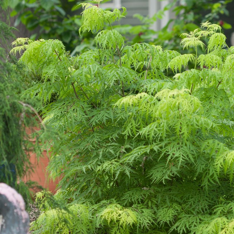 Sureau à grappes - Sambucus racemosa Lemony Lace (Port)