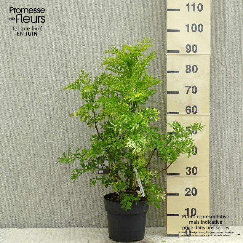 Spécimen de Sureau à grappes - Sambucus racemosa Golden Lace - Pot de 6L/7L tel que livré au printemps