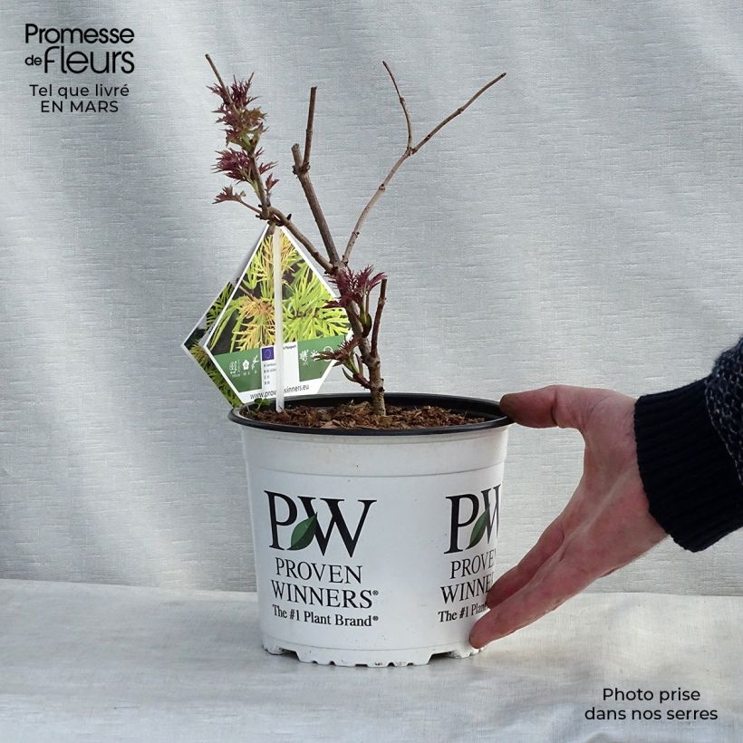 Spécimen de Sureau à grappes - Sambucus racemosa Lemony Lace en pot de 2/3L tel que livré au printemps