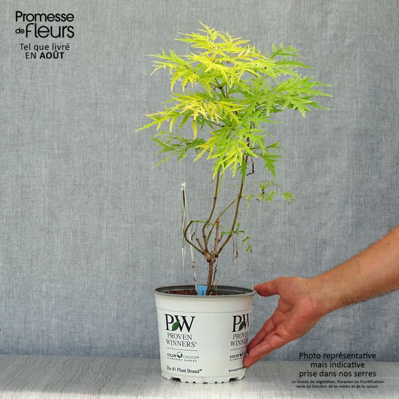 Spécimen de Sureau à grappes - Sambucus racemosa Lemony Lace Pot de 2L/3L tel que livré en été