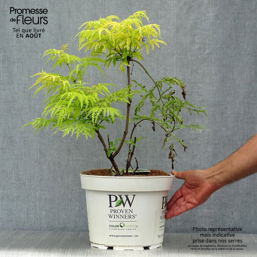 Spécimen de Sureau à grappes - Sambucus racemosa Lemony Lace Pot de 7,5L/10L tel que livré en été
