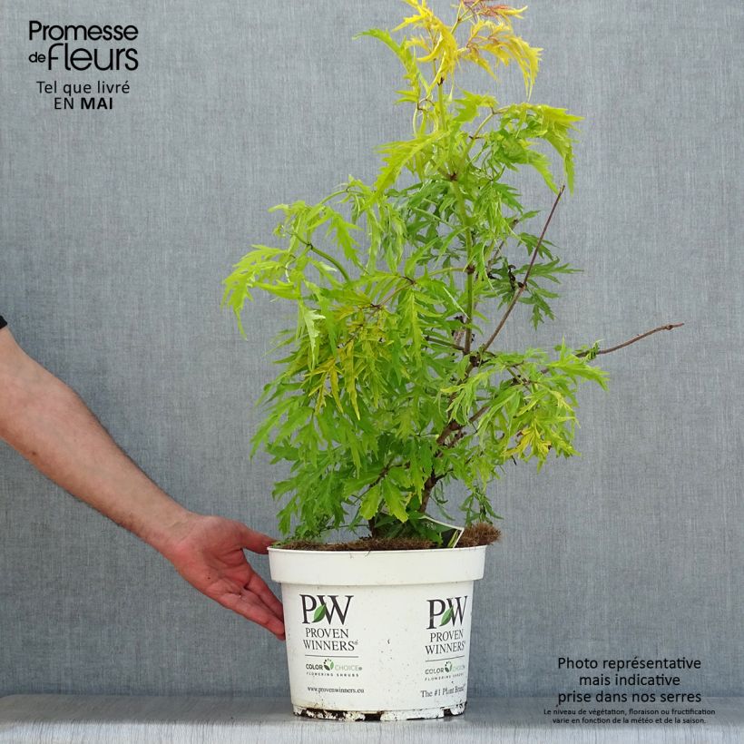 Spécimen de Sureau à grappes - Sambucus racemosa Lemony Lace en pot de 7,5l/10l tel que livré au printemps