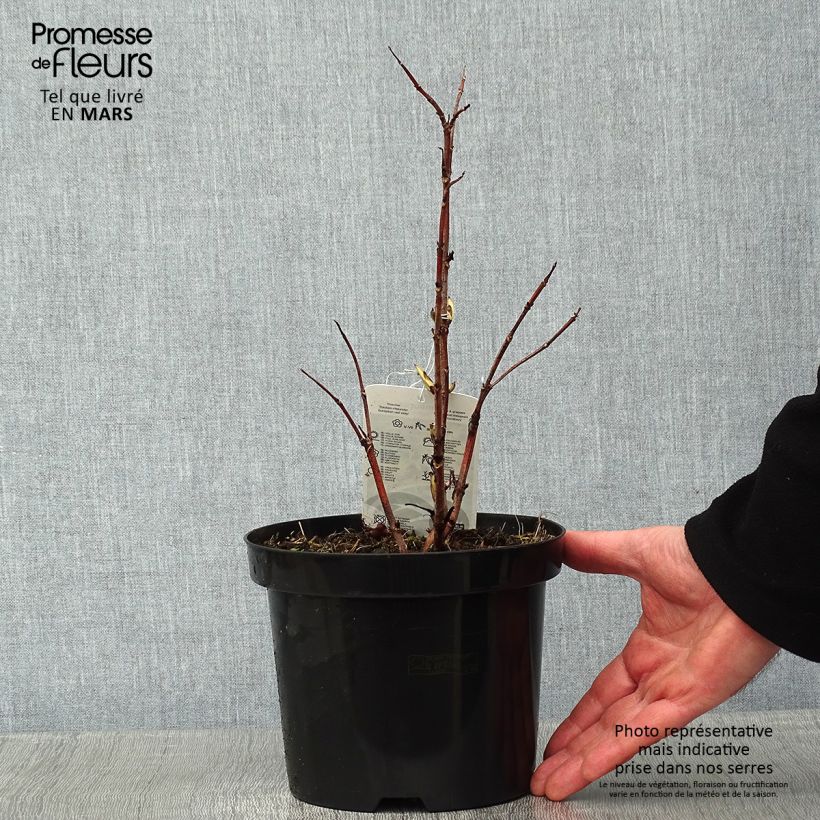 Spécimen de Sureau à grappes - Sambucus racemosa Sutherland Gold tel que livré en hiver