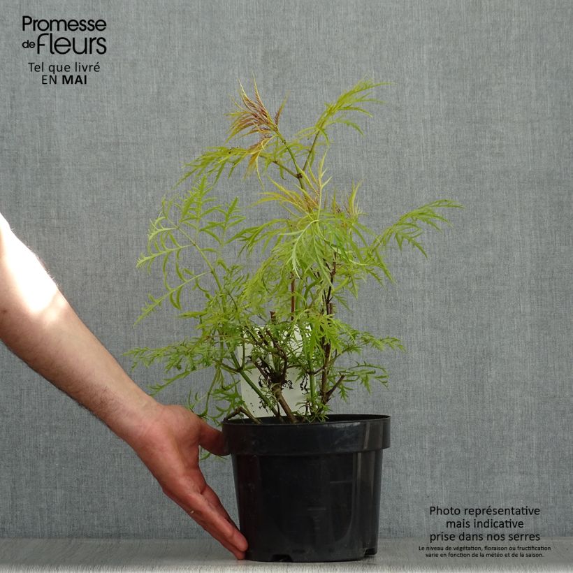 Spécimen de Sureau à grappes - Sambucus racemosa Welsh Gold Pot de 3L/4L tel que livré au printemps