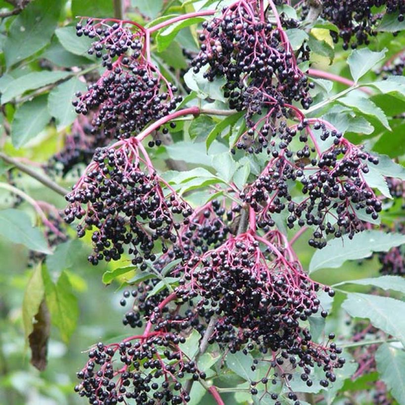 Sureau noir - Sambucus nigra Haschberg (Récolte)