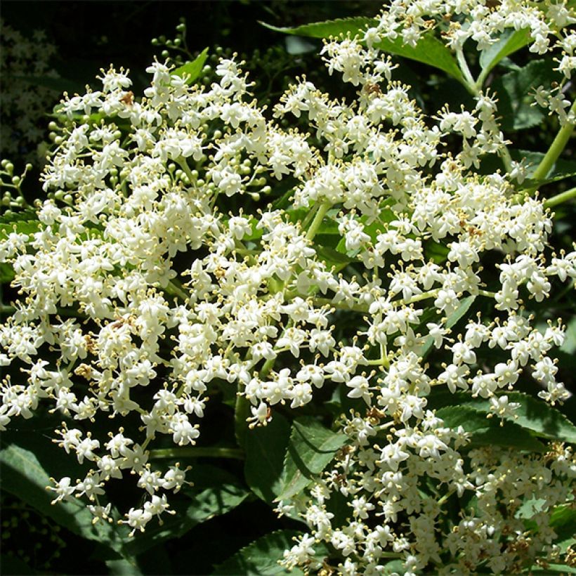 Sureau noir - Sambucus nigra Korsor (Floraison)