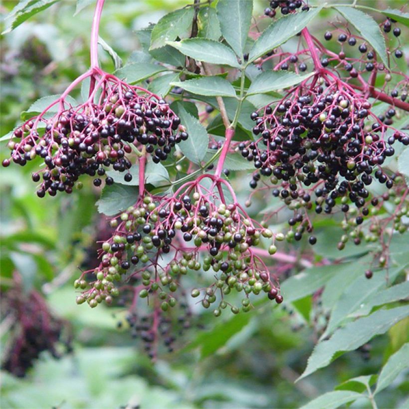 Sureau noir - Sambucus nigra Korsor (Récolte)