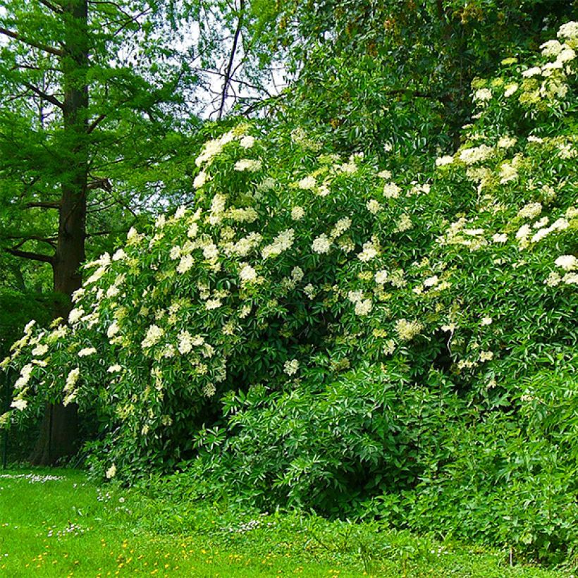 Sureau noir - Sambucus nigra Korsor (Port)