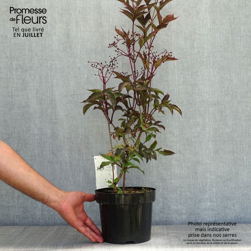 Spécimen de Sureau noir - Sambucus nigra Black Beauty (Gerda) Pot de 2L/3L tel que livré en été