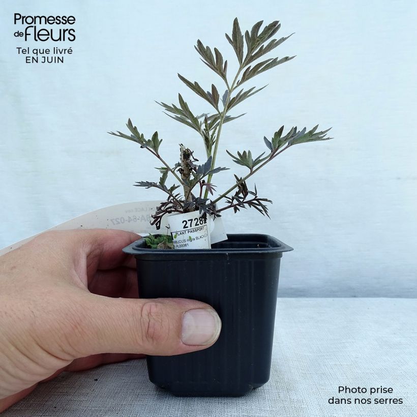 Spécimen de Sureau noir - Sambucus nigra Black Lace (Eva) Godet de 8/9 cm tel que livré en été