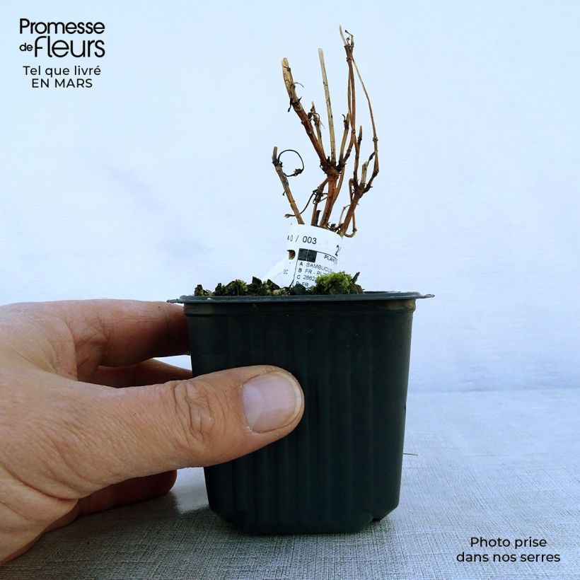 Spécimen de Sureau noir - Sambucus nigra Black Lace (Eva) en godet de 9cm tel que livré au printemps