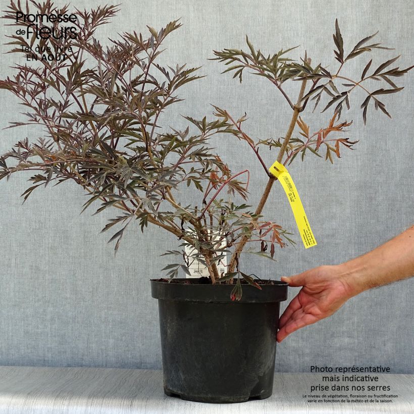 Spécimen de Sureau noir - Sambucus nigra Black Lace (Eva) Pot de 7,5L/10L tel que livré en été