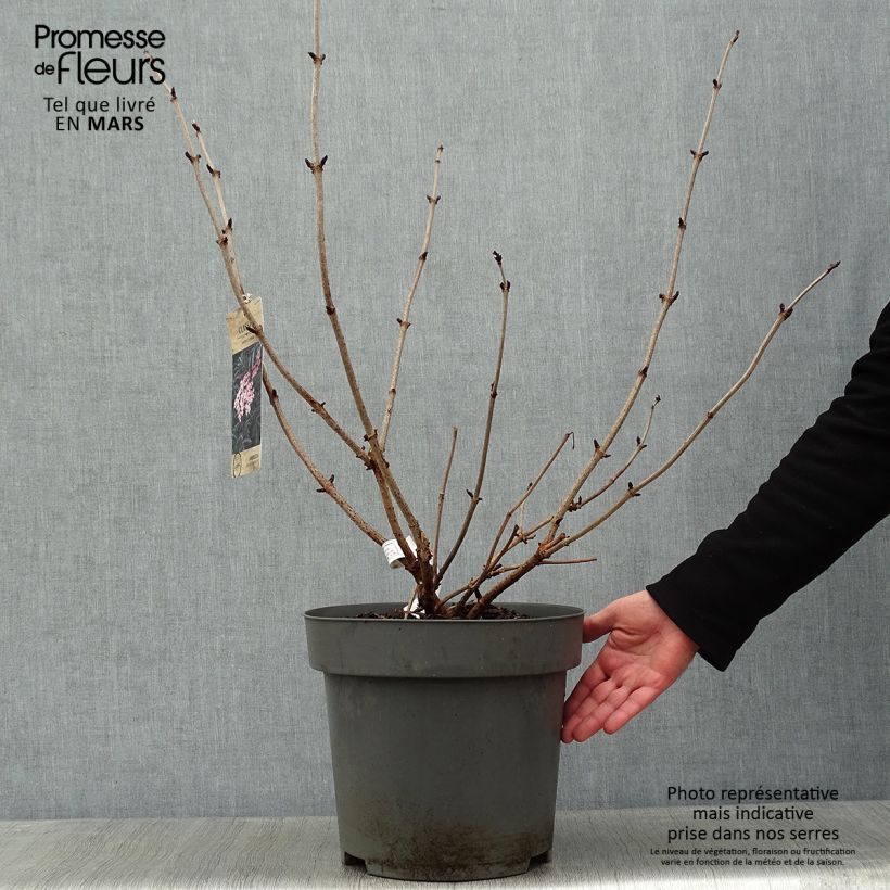 Spécimen de Sureau noir - Sambucus nigra Black Lace (Eva) Pot de 12L/15L tel que livré en hiver