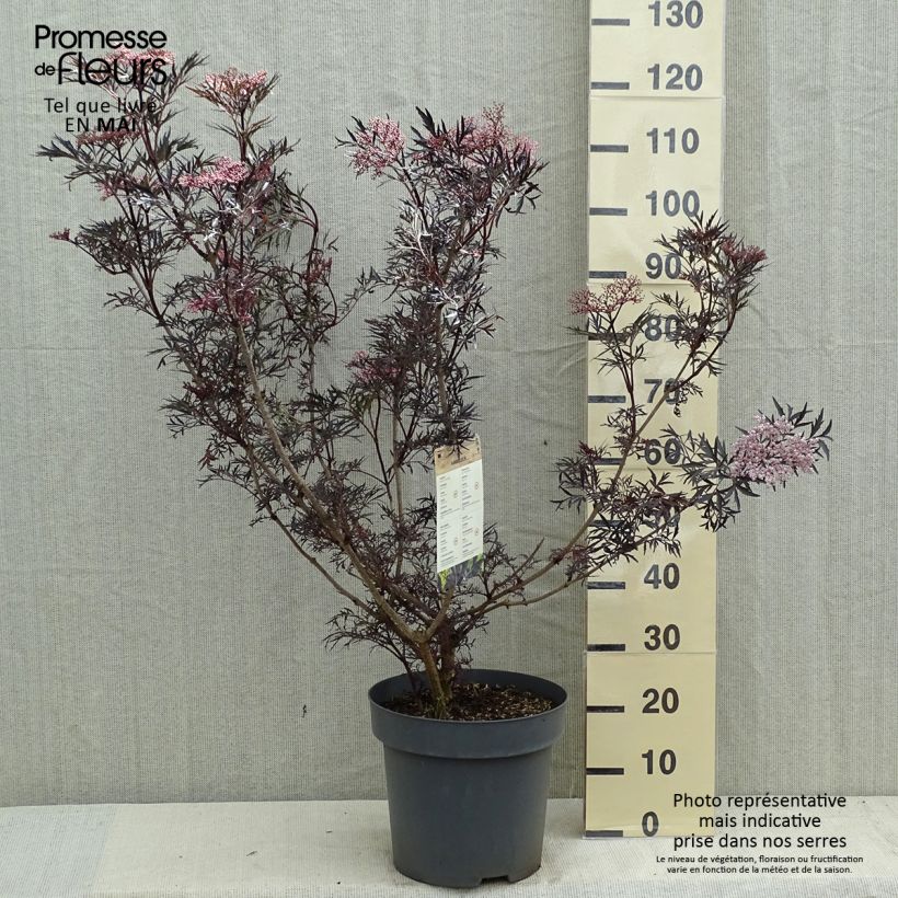 Spécimen de Sureau noir - Sambucus nigra Black Lace (Eva) en pot de 15L tel que livré au printemps