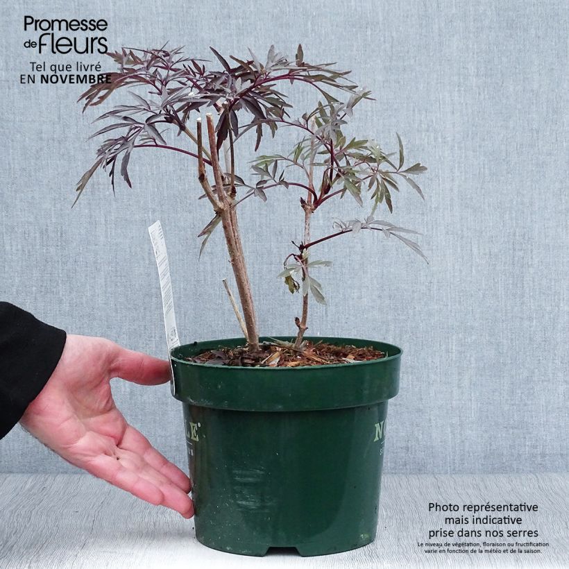 Spécimen de Sureau noir - Sambucus nigra Black Lace (Eva) Pot de 2L/3L tel que livré en automne