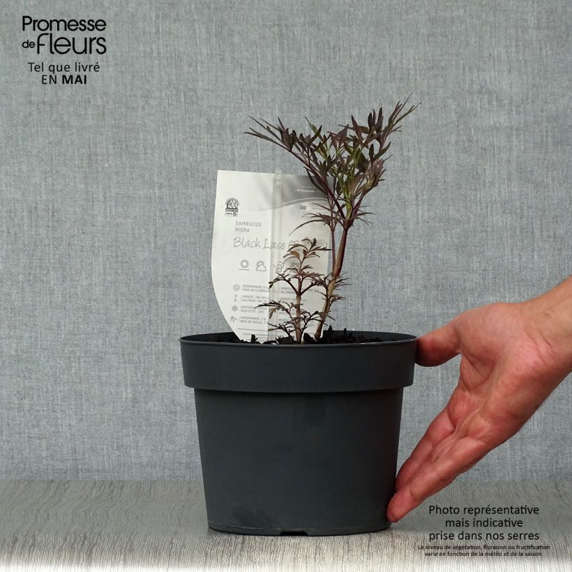 Spécimen de Sureau noir - Sambucus nigra Black Lace (Eva) en pot de 2L tel que livré au printemps