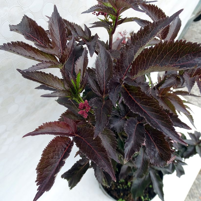 Sureau noir - Sambucus nigra Black Tower (Feuillage)