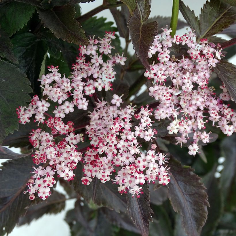 Sureau noir - Sambucus nigra Black Tower (Floraison)