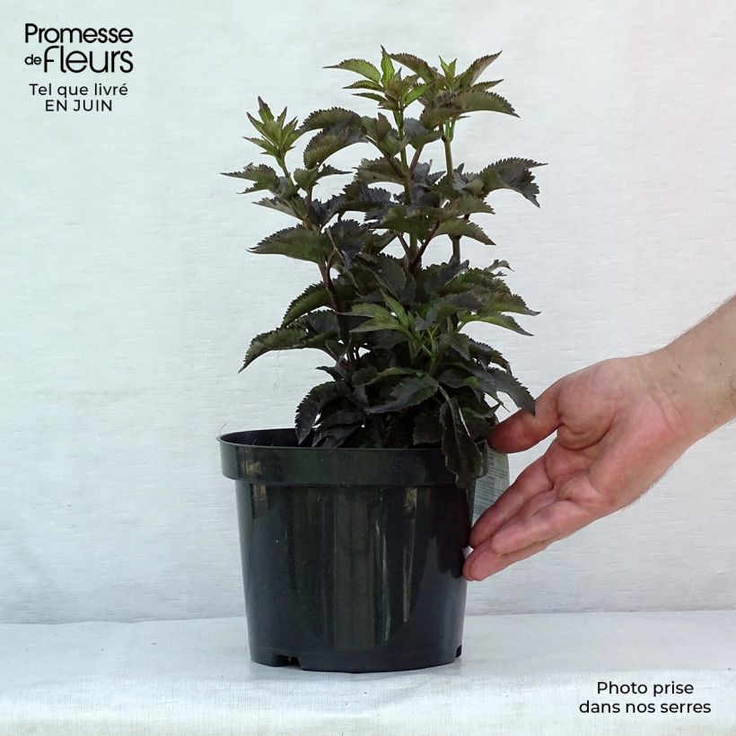 Spécimen de Sureau noir - Sambucus nigra Black Tower Pot de 3L/4L tel que livré en été
