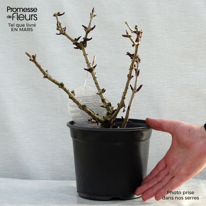 Spécimen de Sureau noir - Sambucus nigra Black Tower en pot de 3,5L tel que livré au printemps