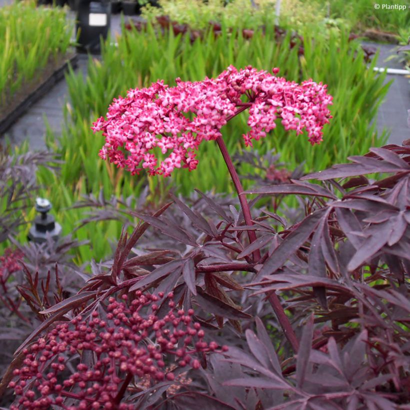 Sureau noir - Sambucus nigra Cherry Lace (Feuillage)