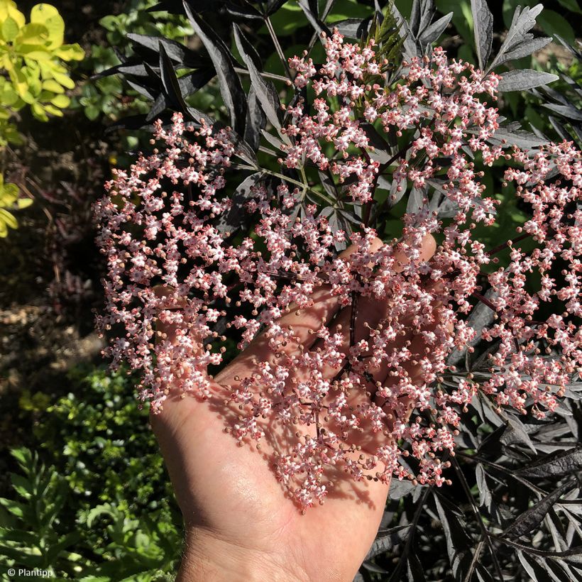 Sureau noir - Sambucus nigra Cherry Lace (Floraison)