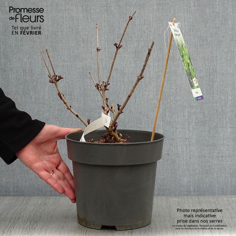 Spécimen de Sureau noir - Sambucus nigra Golden Spark tel que livré en hiver