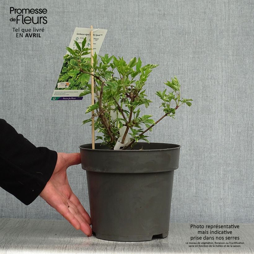 Spécimen de Sureau noir - Sambucus nigra Golden Spark Pot de 3L/4L tel que livré au printemps
