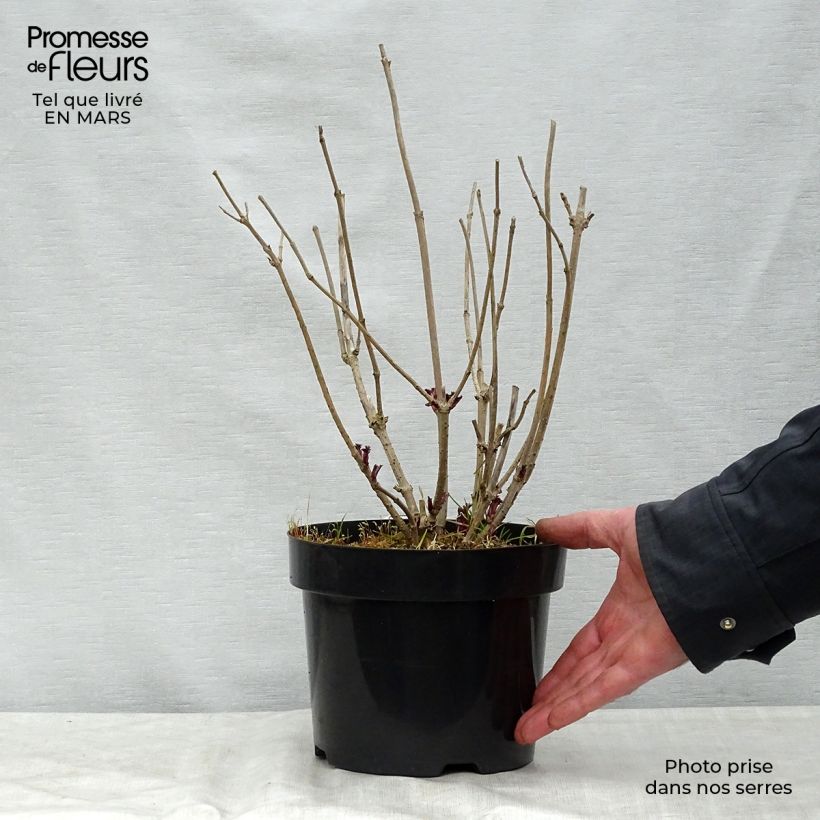 Spécimen de Sureau noir - Sambucus nigra Golden Tower en pot de 3.5L. tel que livré au printemps