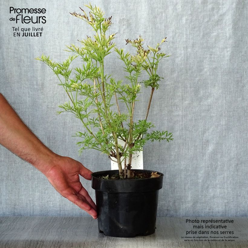 Spécimen de Sureau noir - Sambucus nigra Golden Tower Pot de 3L/4L tel que livré en été