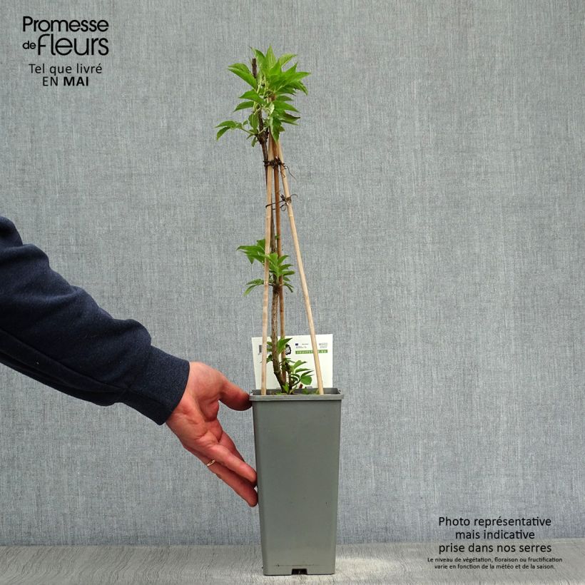 Spécimen de Sureau noir - Sambucus nigra Haschberg Pot de 1.5L/2L tel que livré au printemps