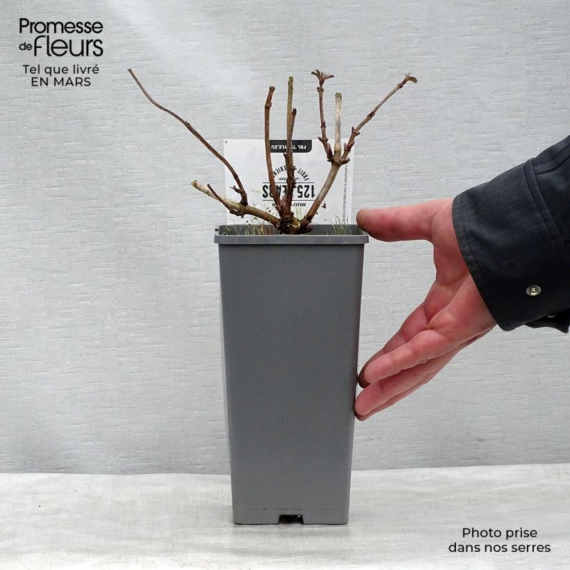 Spécimen de Sureau noir - Sambucus nigra Korsor Pot de 1.5L/2L tel que livré au printemps