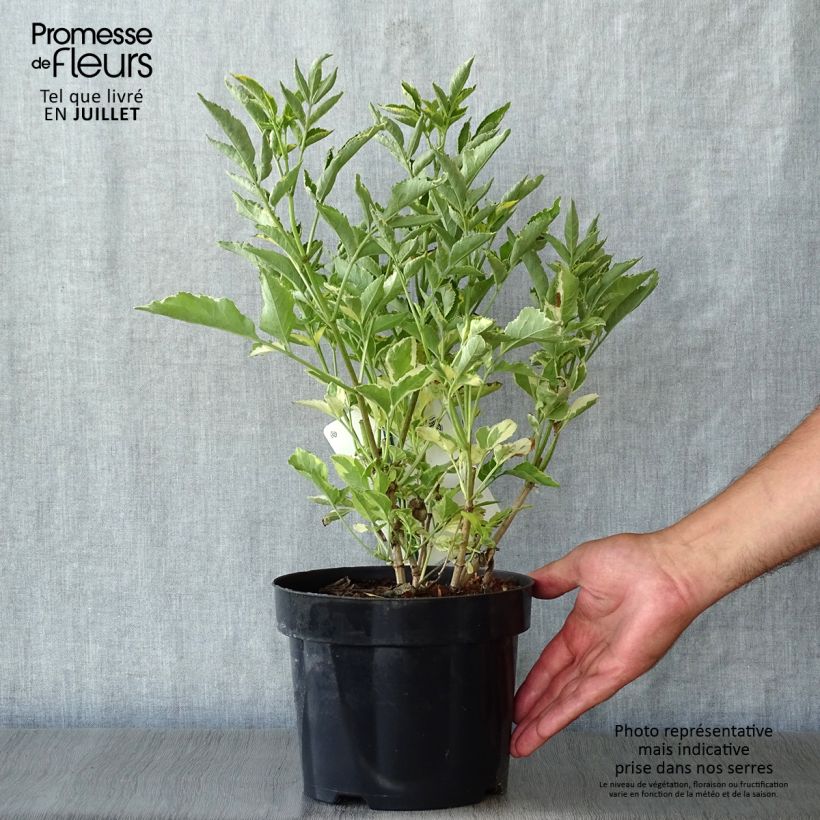 Spécimen de Sureau noir - Sambucus nigra Madonna Pot de 3L/4L tel que livré en été
