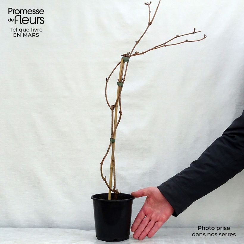 Spécimen de Sureau noir - Sambucus nigra Pendula - Pot de 12L/15L tel que livré au printemps