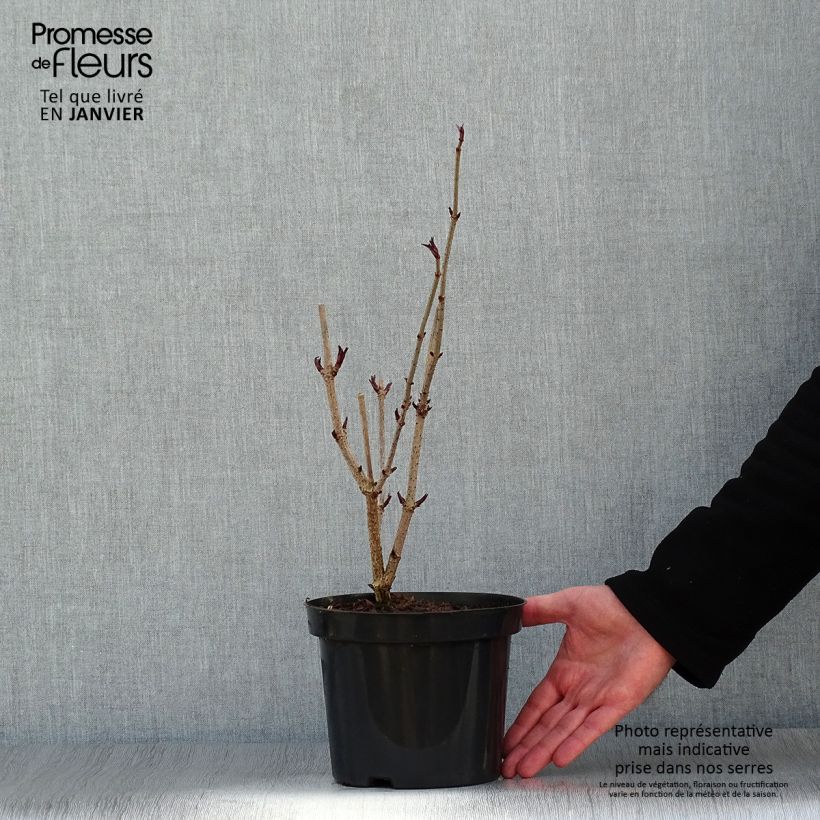 Spécimen de Sureau noir - Sambucus nigra tel que livré en hiver