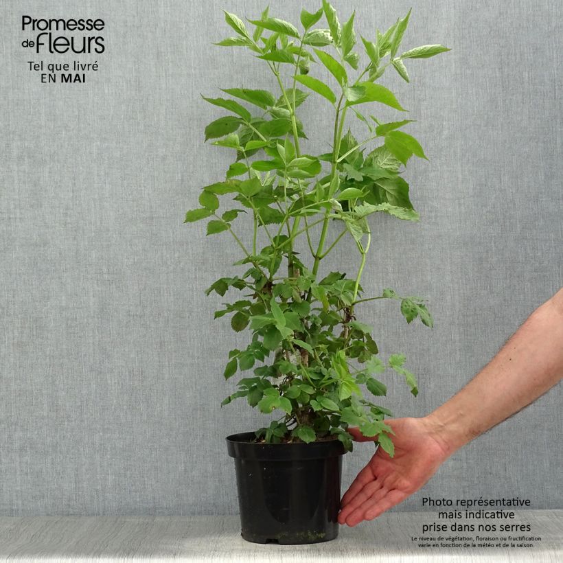 Spécimen de Sureau noir - Sambucus nigra en pot de 2L/3L tel que livré au printemps