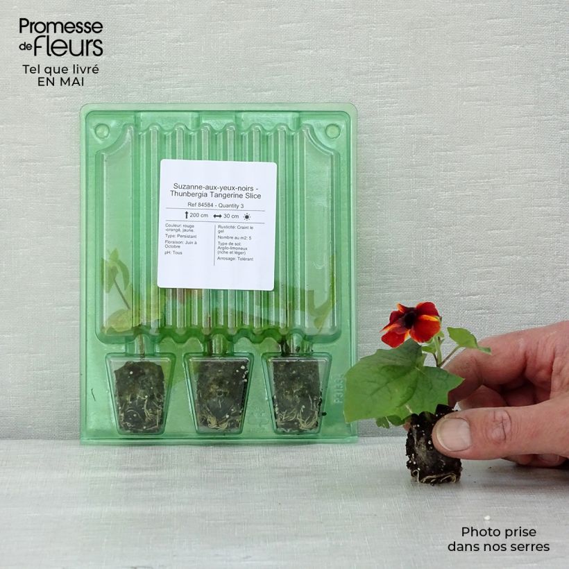 Spécimen de Suzanne-aux-yeux-noirs - Thunbergia Tangerine Slice Mini-motte 2,5 cm tel que livré au printemps