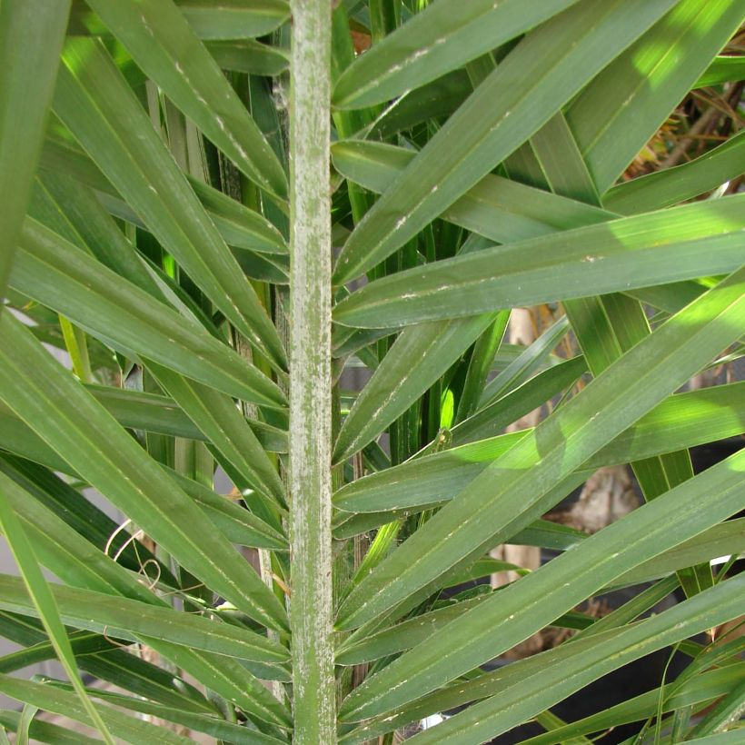 Syagrus romanzoffiana - Palmier de la reine (Feuillage)