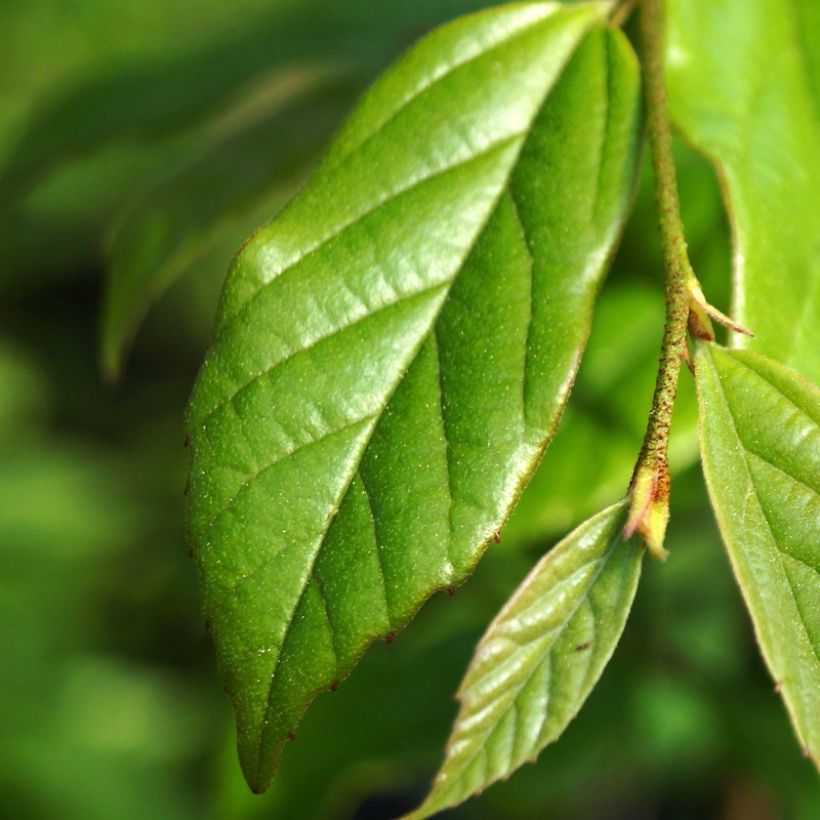 Sycoparrotia semidecidua Autunno Rosso (Feuillage)