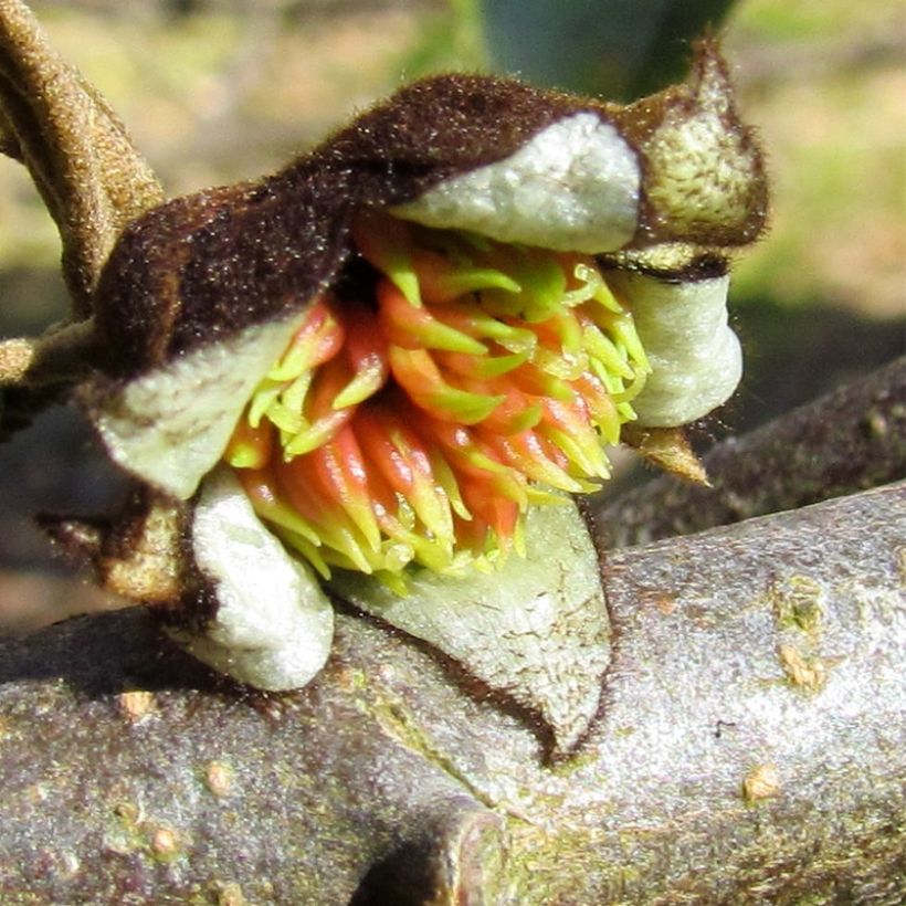 Sycoparrotia semidecidua Autunno Rosso (Floraison)