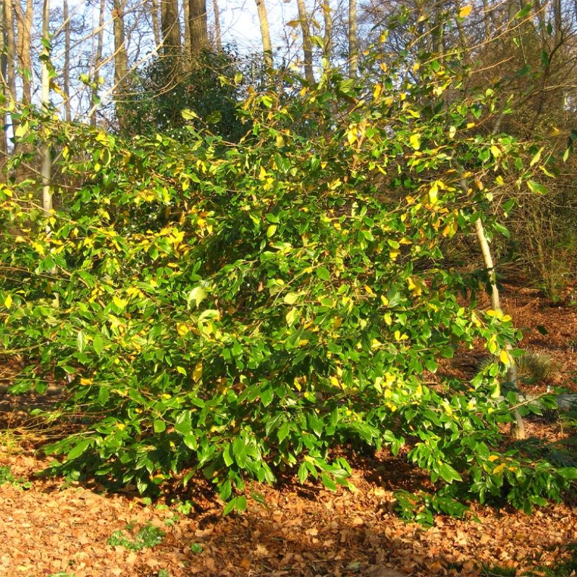 Sycoparrotia semidecidua Autunno Rosso (Port)