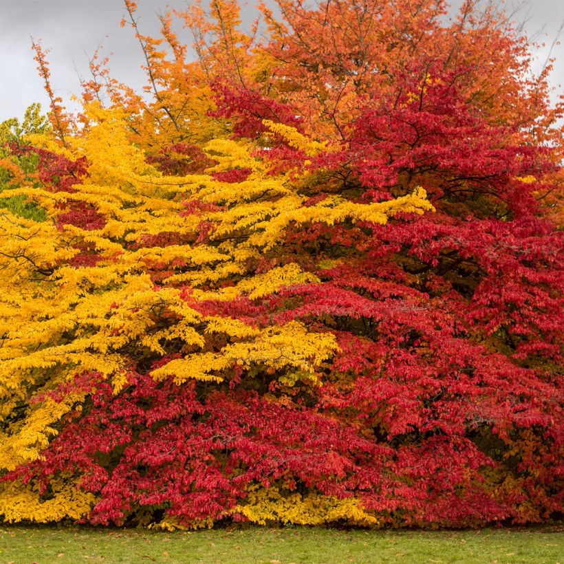 Sycoparrotia semidecidua Purple Haze  (Port)