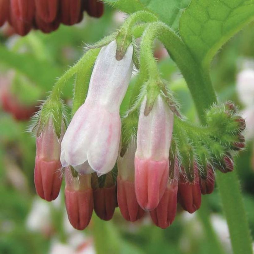 Consoude à grandes fleurs - Symphytum Hidcote Pink (Floraison)