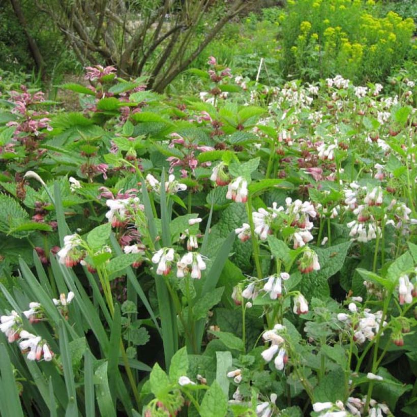 Consoude à grandes fleurs - Symphytum Hidcote Pink (Port)